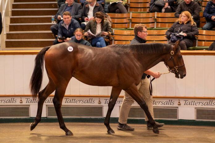 Lot 349, ein Wootton Bassett-Sohn aus dem Angebot des Newsells Park Stud Foto: Tattersalls