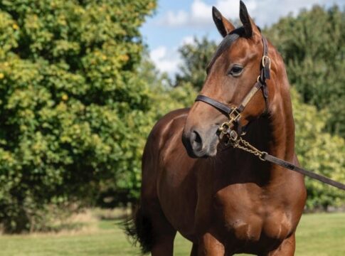 Lot 510 Sea The Stars x Wamika