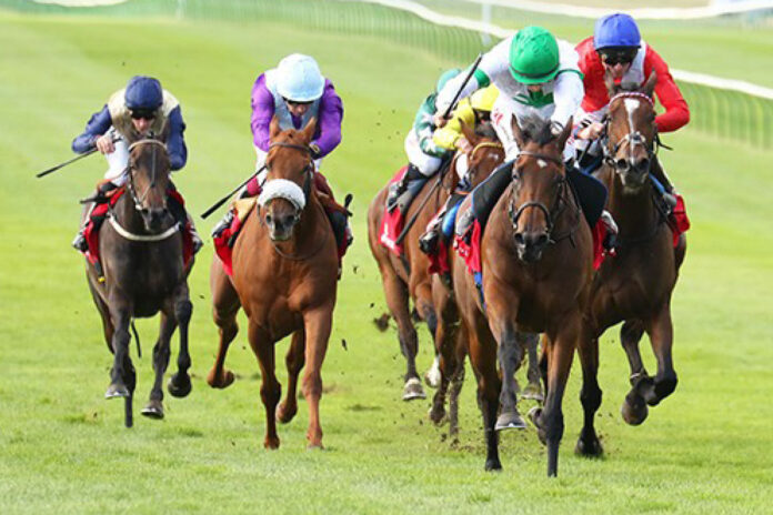 Tamfana (2.v.re.) Foto: Pressemittelung Tattersalls