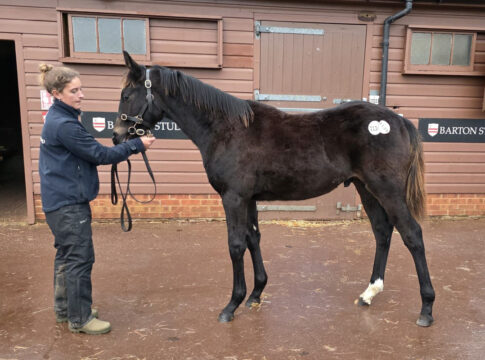 Ziburske kauft zwei Pferde bei der Tattersalls Foal Sale Der Golden Horn-Sohn aus der Sambora Girl