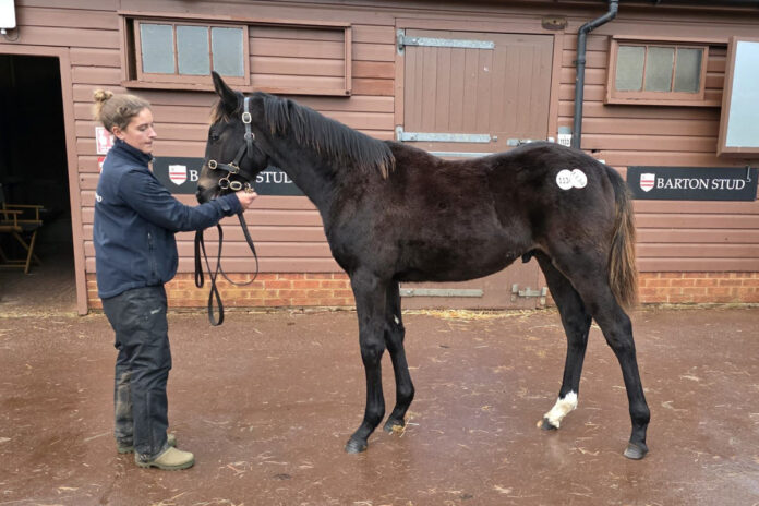 Der Golden Horn-Sohn aus der Sambora Girl