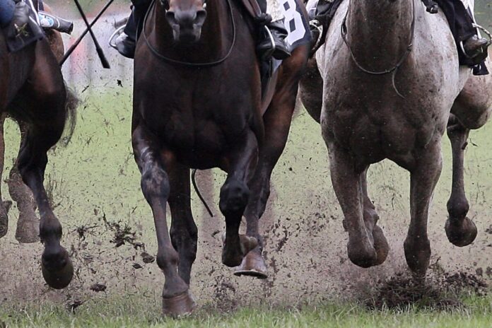Galopprennen auf weichem Boden
