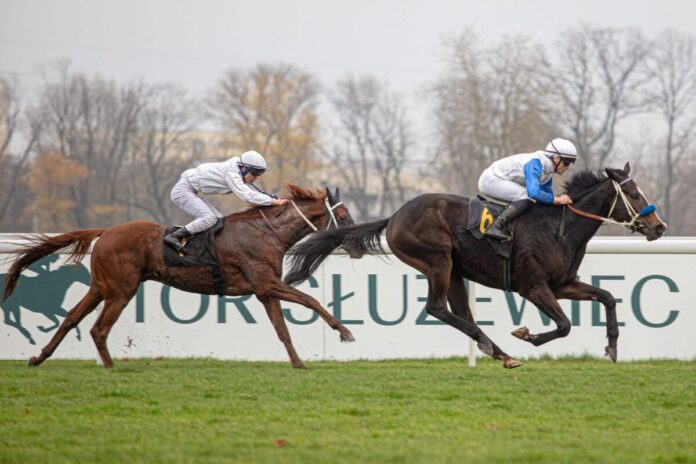 Westminster Rocket (Foto: Tor Służewiec)