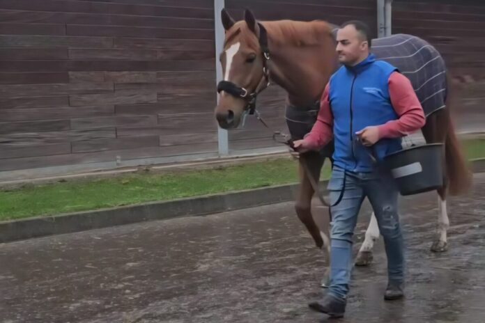 Flatten the Curve zurück im Grewe-Stall