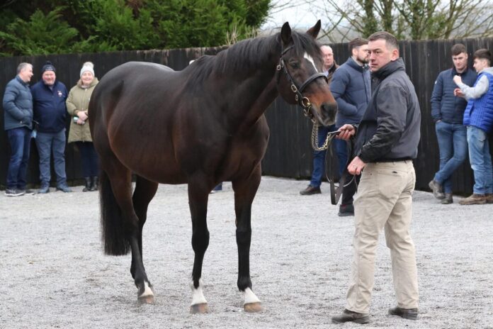 Blue Bresil im Jahr 2014