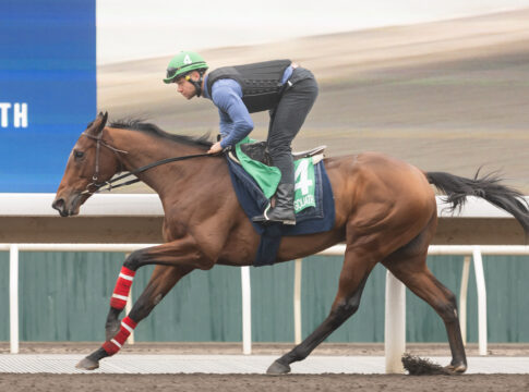 Goliath am Mittwoch bei der Morgenarbeit auf der Sandbahn Foto: hkjc.com