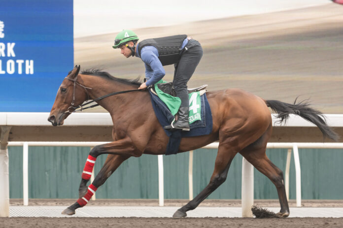 Goliath am Mittwoch bei der Morgenarbeit auf der Sandbahn Foto: hkjc.com