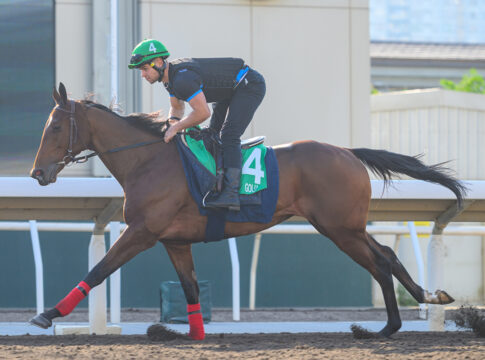 Goliath bei der Morgenarbeit in Hong Kong Foto: hkjc.com