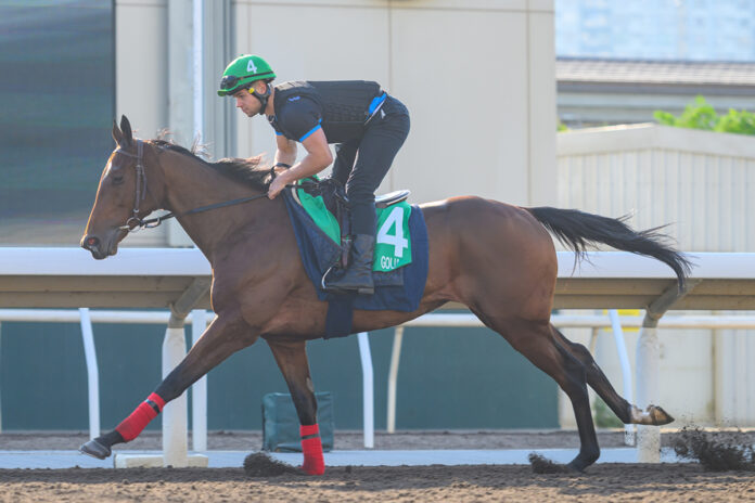 Goliath bei der Morgenarbeit in Hong Kong Foto: hkjc.com