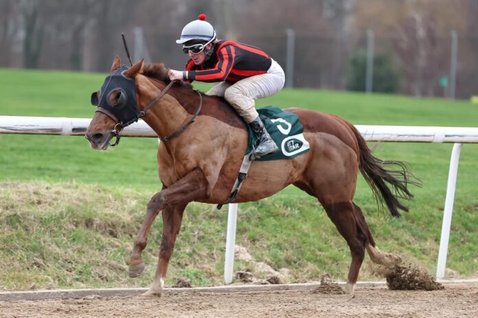 Mr Pablo siegt unter Matthew Johnson