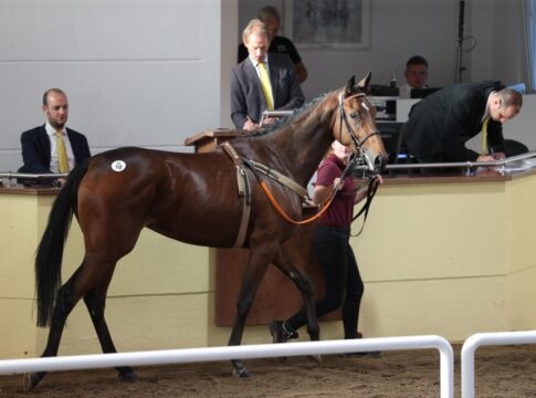 Palace Sunshine als Zweijährige bei der BBAG