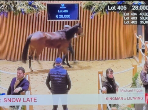 Snow Late bei der Arqana Foto: Screenshot Arqana