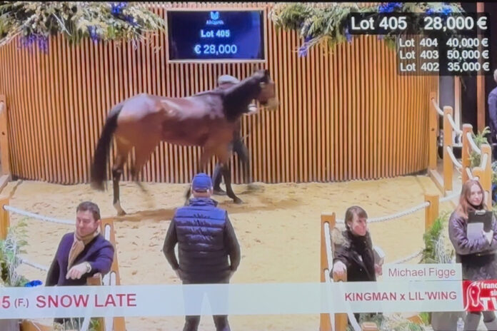 Snow Late bei der Arqana Foto: Screenshot Arqana