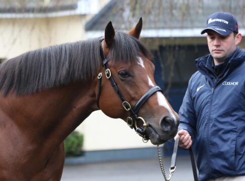 Deckhengst St Mark's Basilica
