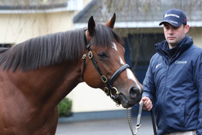 Deckhengst St Mark's Basilica