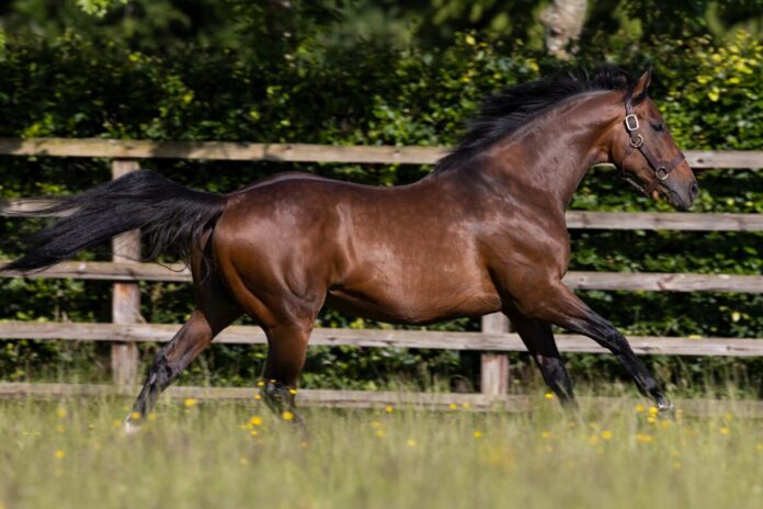 Ghaiyyath im Kildangan Stud