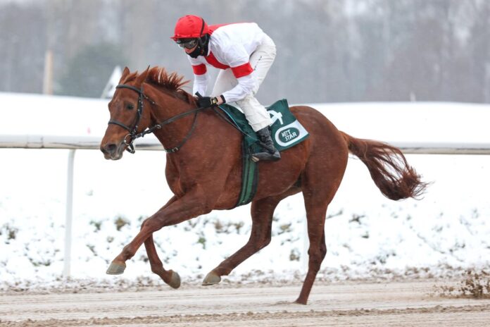 Mannis Boy siegt unter Leon Wolff