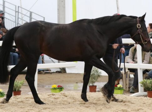 Nerium beim Salon des Etalons im Jahr 2023