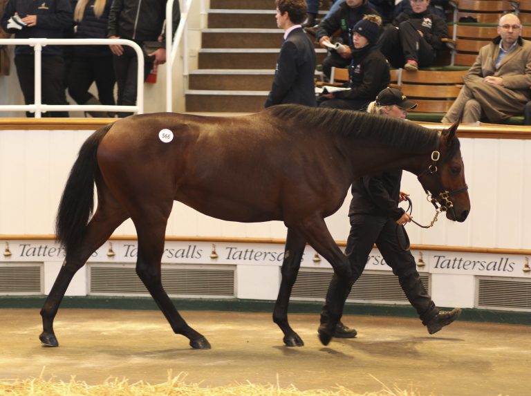 Tattersalls: Deutsches Blut bleibt angesagt Tattersalls: Deutsches Blut bleibt angesagt