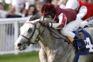 Noch acht Kandidaten  im Preis des Winterfavoriten-Fight