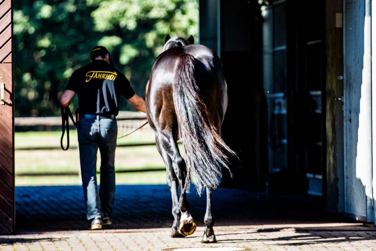 Stallion Maxios wechselt nach Irland
