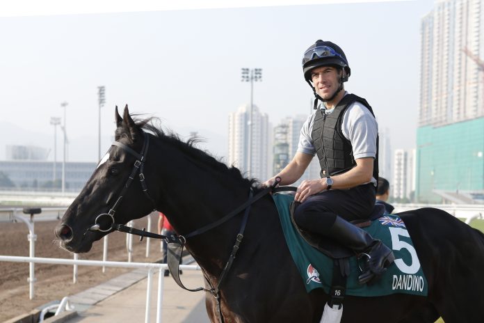 dandino