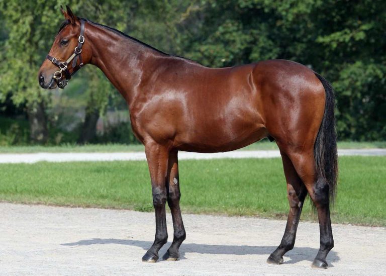 Que Suerte Foto: Tattersalls