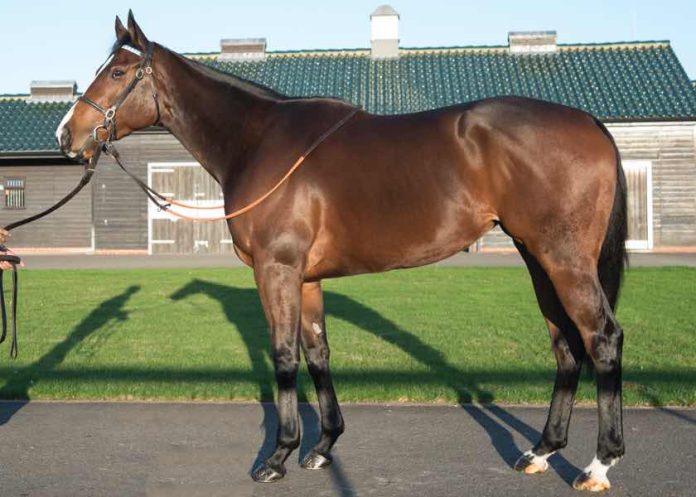 Divina Gloria Foto: Tattersalls Divina Gloria Foto: Tattersalls