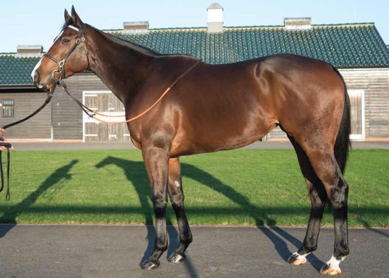 Divina Gloria Foto: Tattersalls