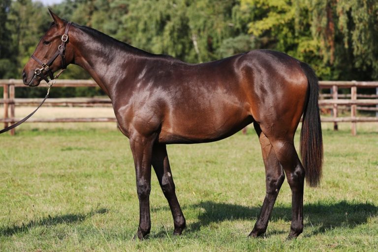 Ebbesloherin Zweite im Prix de Thiberville
