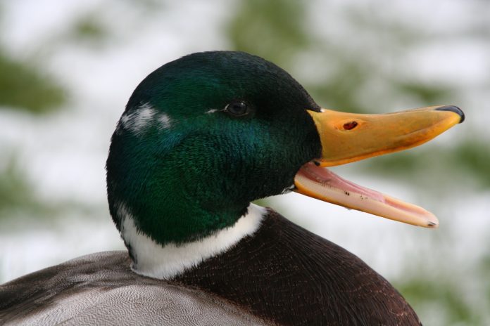 ente