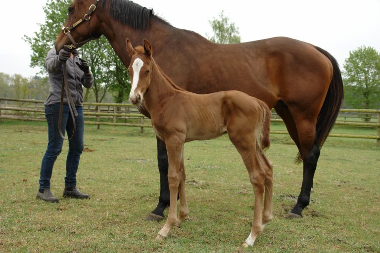 Im Gestüt Fährhof – Justify-Fohlen geboren