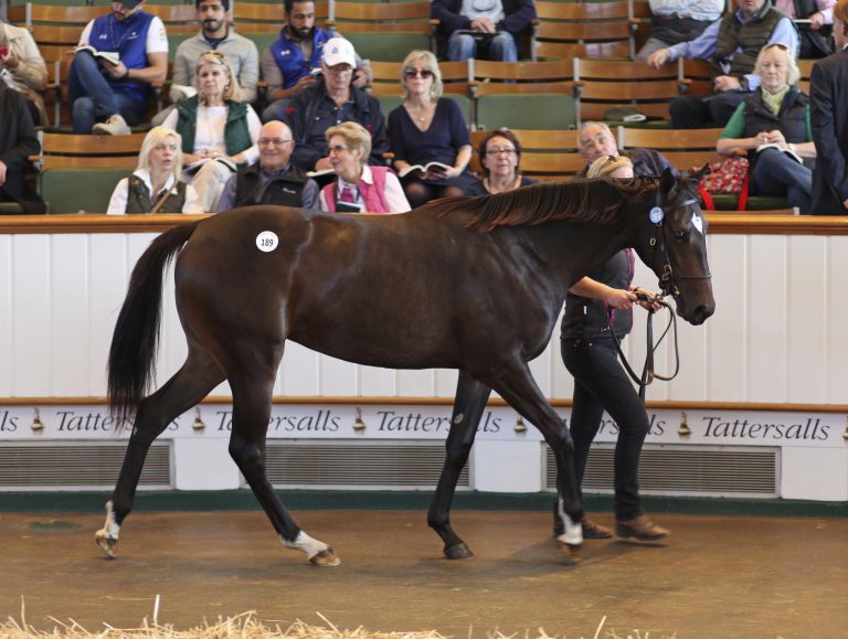 Galileo-Stute für 1,2 Mio. ans Cheveley Park Stud Galileo-Stute für 1,2 Mio. ans Cheveley Park Stud
