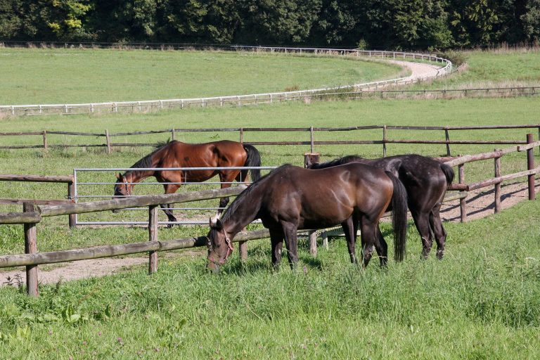 Bateel raus aus „Fillies & Mares“ – Jetzt ins Gestüt