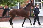 Deb?tsieg des F?hrhofers Wonder Weapon in Kempton
