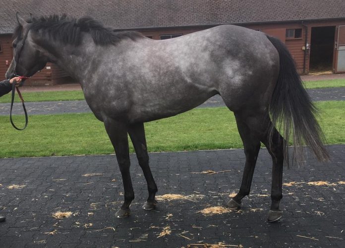 The Grey Zebedee