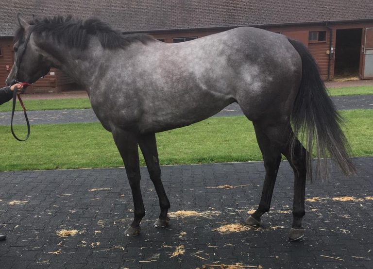 The Grey Zebedee