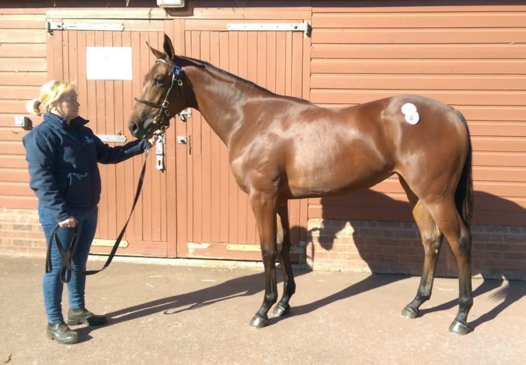 Blau-gelb kehrt zurück: Harzburg kauft bei Tattersalls Blau-gelb kehrt zurück: Harzburg kauft bei Tattersalls