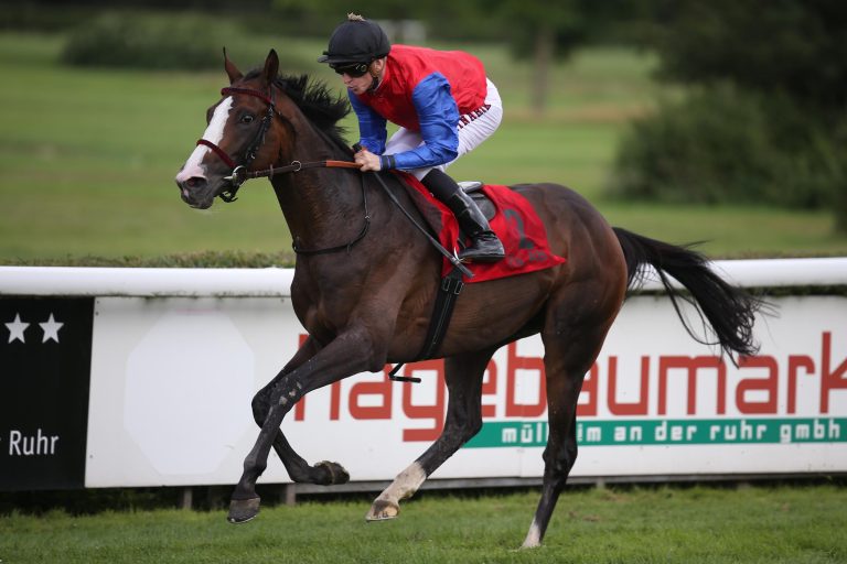 Stallion Ito: Erste Stuten tragend Stallion Ito: Erste Stuten tragend