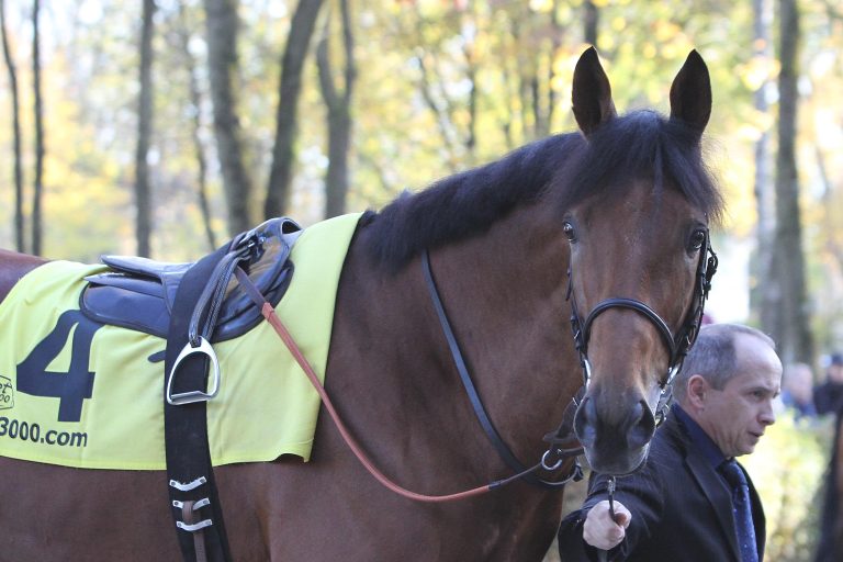 Ex-Deutsche Guardini und Our Ivanhowe unplatziert