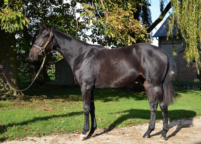 Jeumaxio Foto: Arqana