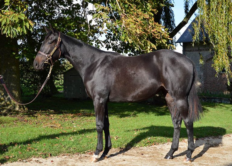 Jeumaxio Foto: Arqana