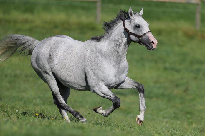 Jukebox Jury (Archiv)