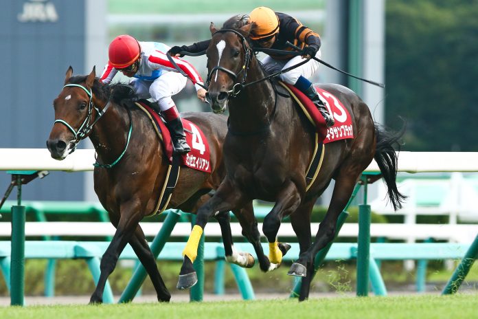 Kitasan Black (re.) Foto: Sorge Kitasan Black (re.) Foto: Sorge