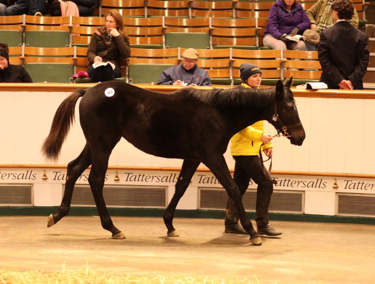 Foal Sale – No Nay Never-Stute toppt Tag 1 Foal Sale – No Nay Never-Stute toppt Tag 1