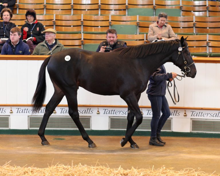Tattersalls – 1 Millionen für Elle Danzig-Enkel