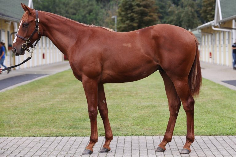 Cracksman-Sohn für 75.000 Euro an Stall Grafenberg Cracksman-Sohn für 75.000 Euro an Stall Grafenberg