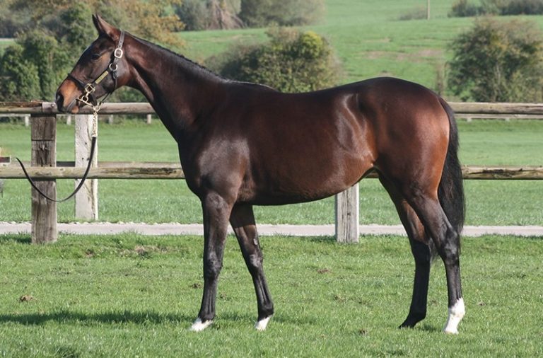 Erste Night Wish-Jährlinge bei Arqana versteigert