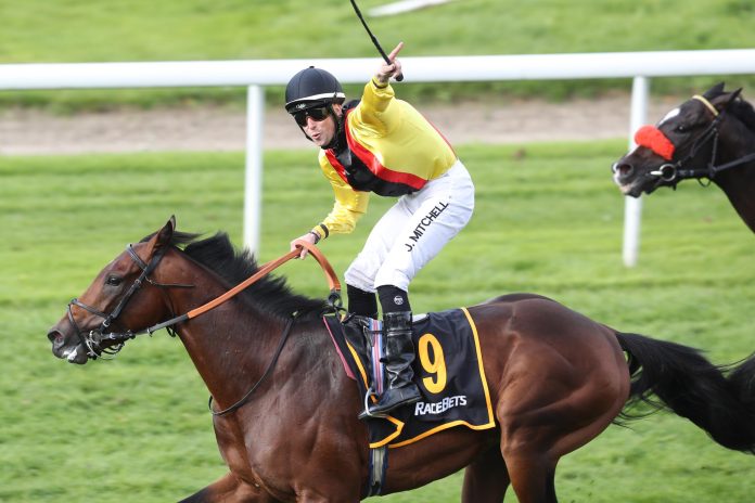 Oriental Eagle in den Farben des Gestüts Auenquelle Oriental Eagle in den Farben des Gestüts Auenquelle