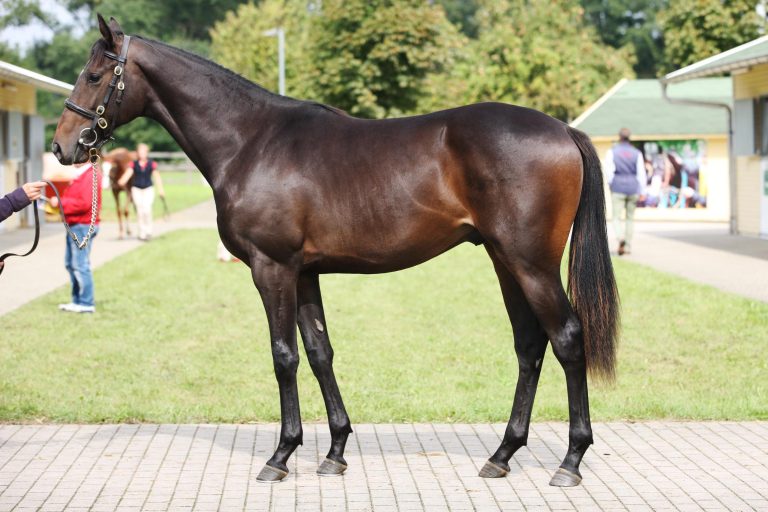 Heute BBAG Breeze Up – Ormito BBAG-Blacktype